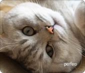 PERFEO (PF_D0654) "Cat"